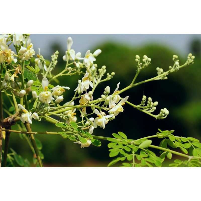 Soin Capillaire Nacres Illuminantes OR INFINITE • SUBLIMO